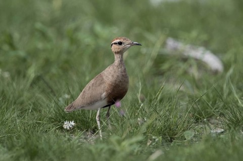 Temminck's Courser (Cursorius temminckii) in field, Namibia, Africa