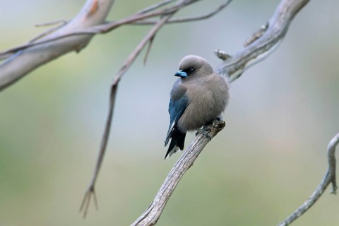 Dusky Woodswallow (Artamus cyanopterus) perched on a branch, Victoria, Australia, Oceania