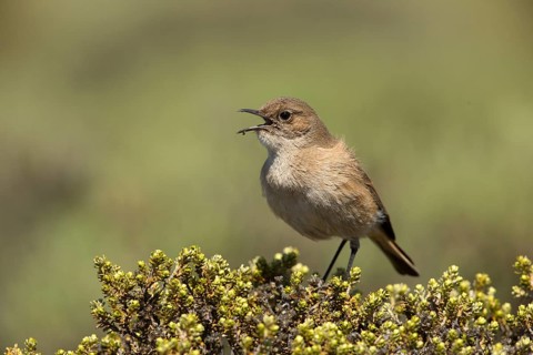 Sickle-winged Chat (Emarginata sinuata) singing from bush, Sani Pass, Lesotho, Africa