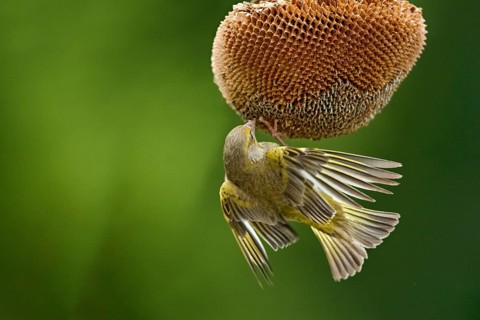 European Greenfinch (Chloris chloris) male at a sunflower (Helianthus annuus), Mecklenburg-Western
