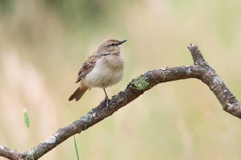 Rufous Songlark (Megalurus mathewsi) perched on a branch, Victoria, Australia, Oceania