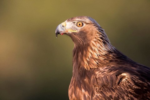 Golden Eagle (Aquila chrysaetos) female, Andalusia, Spain, Europe