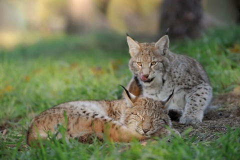 Eurasian Lynx (Lynx lynx) one sleeping and one playful cub, North Rhine-Westphalia, Germany, Europe