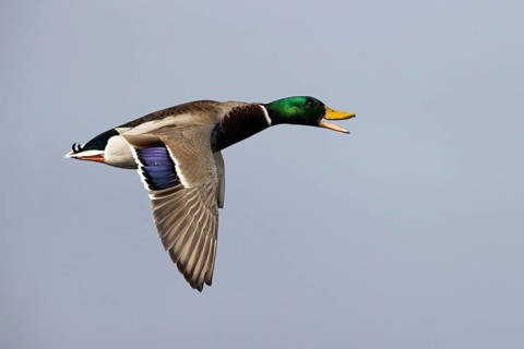 Mallard (Anas platyrhynchos) male calling in fligth, Smaland, Sweden, Europe