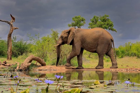 African elephant (Loxodonta africana), adult, male, bull, at the water, Kruger National Park,