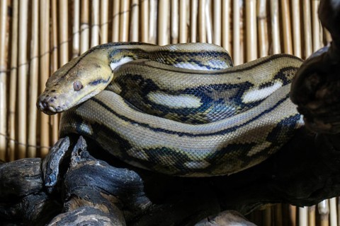 Reticulated python (Malayopython reticulatus), curled, captive, Germany, Europe