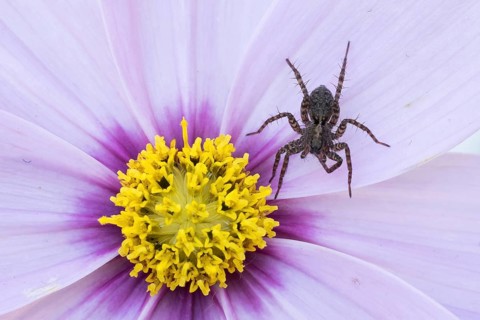 Runner wolf (Pardosa sp.) crawling on a purple flower with yellow centre, Hesse, Germany, Europe