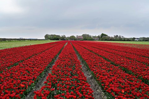 Tulip field with intense red flowers as a splash of colour in nature, Tulips (Tulipa), Texel, North