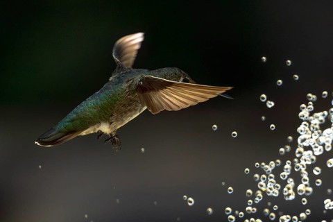 Anna's hummingbird (calypte anna) enjoying the water fountain drops