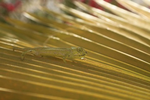 Chameleon (Chamaeleoninae), Djerba, Tunisia, Africa