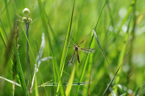 Crane fly (Tipulidae), Nephrotoma, Long-horned fly, Insect, Macro, Crane fly clings with its long