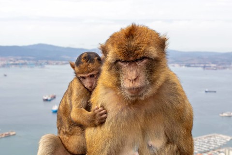 Repeat scene of a monkey with young, sea and city in the distance, Gibraltar, Barbary macaque