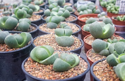 Small succulent plants background. greenhouse, top view, floral texture