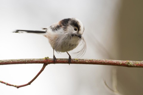 A long-tailed tit (Aegithalos caudatus) sitting on a branch and holding a feather in its beak,