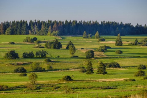 Juniper heaths, Hochrhönstraße, UNESCO biosphere reserve, near Hausen, Rhön, Bavarian Rhön, Rhön,
