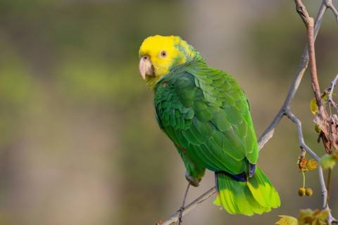 Yellow-headed Amazon (Amazona oratrix belizensis), on a sycamore branch, Stuttgart,