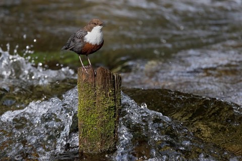 White-throated Dipper (Cinclus cinclus) singing on an old wooden pole in the water, Austria, Upper