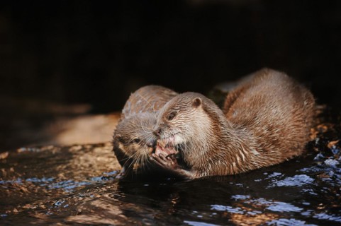 Dwarf otter or oriental small-clawed otter (Aonyx cinerea), feeding on adults, captive, occurring