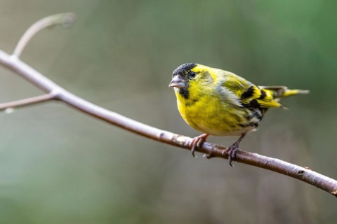 Male of Eurasian Siskin, Spinus spinus, bird in forest at winter sun
