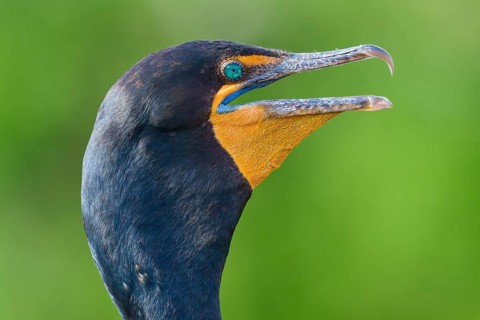 Double-crested cormorant (Phalacrocorax auritus), portrait, in spring, Wakodahatchee Wetlands,