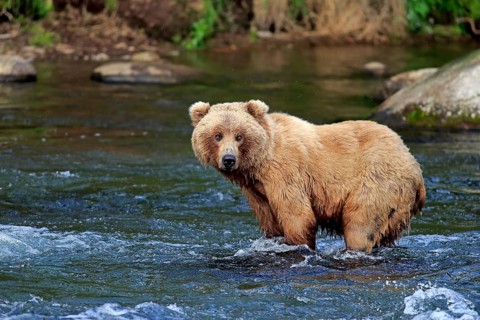 Grizzly bear (Ursus arctos horribilis), adult, in the water, in summer, foraging, Brookes River,