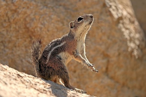 Antelope gopher, (Ammospermophilus harrisii), adult, on tree, foraging, Sonoran Desert, Arizona,