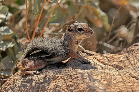 Antelope gopher, (Ammospermophilus harrisii), adult, on tree, foraging, Sonoran Desert, Arizona,