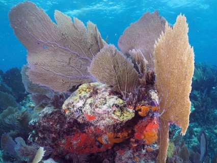 Multi-coloured coral formations underwater, consisting of various coral species and common sea fan