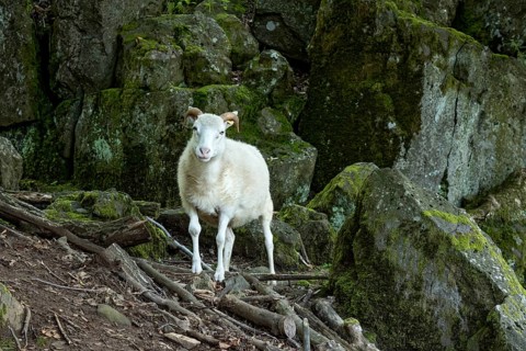 Sheep, white Domestic sheep (Ovis gmelini aries) with horn on volcanic basalt rocks, basanite,