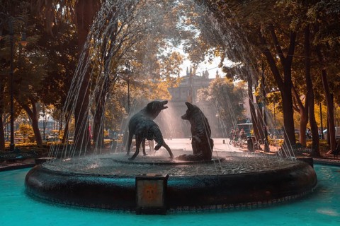 Coyoacan, Mexico City, Mexico-20 April, 2019: Drinking coyotes statue and fountain in Hidalgo