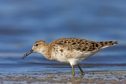 Ruff (Philomachus pugnax), female, Narew, Bialystok, Podlasie, Poland, Europe