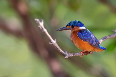 Crested Kingfisher, Corythohrnis cristatus, (Alcedo cristata), Kingfisher family, Malachite