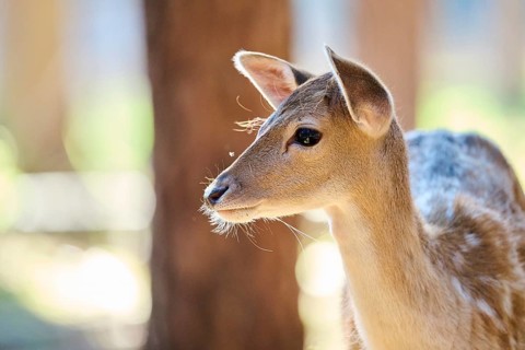 European fallow deer (Dama dama) youngster, portrait, in a forest, Bavaria, Germany, Europe