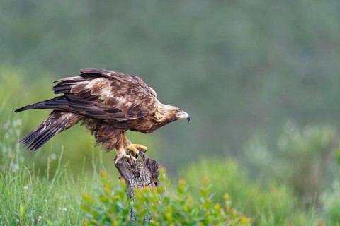 Golden eagle (Aquila chrysaetos) on its perch, a tree stump, Extremadura, Spain, Europe