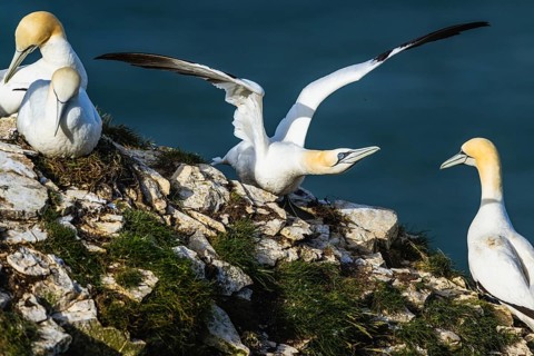 Northern Gannet, Morus bassanus, birds on cliff, Bempton Cliffs, North Yorkshire, England, United
