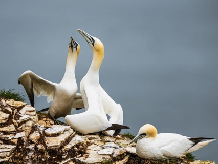 Northern Gannet, Morus bassanus, birds on cliff, Bempton Cliffs, North Yorkshire, England, United