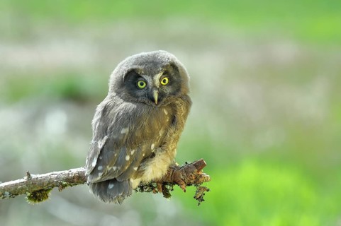 Tengmalm's owl (Aegolius funereus), young bird sitting on a branch, animal portrait,