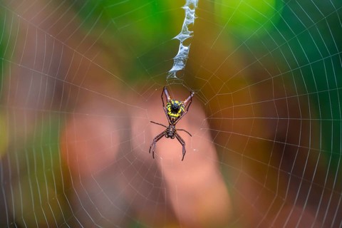 Wheel web spider (micrathena brevipes) in a spider web, Tortuguero National Park, Costa Rica,