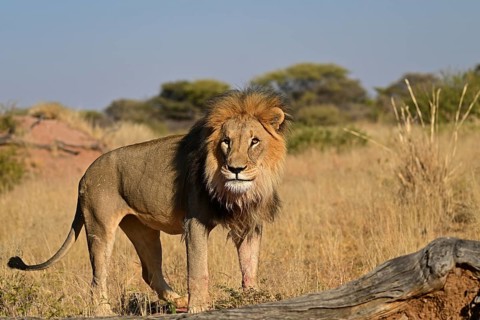 Lion (Panthera leo) male, standing in the grass in the savannah, Okonjima Game Farm, Namibia,
