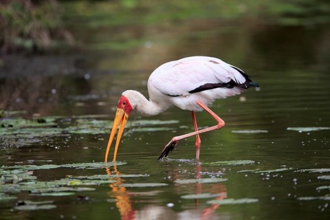 Glutton (Mycteria ibis), adult, in the water, foraging, Kruger National Park, Kruger National Park,