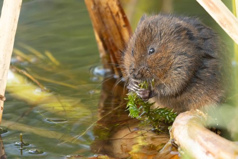 Water vole (Arvicola amphibius) adult rodent animal feeding on pondweed in a reedbed on a pond,
