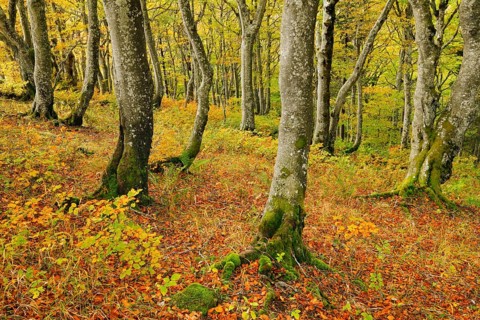 Gnarled beech forest in autumn on the Weissenstein, Swiss Jura in the canton of Solothurn,