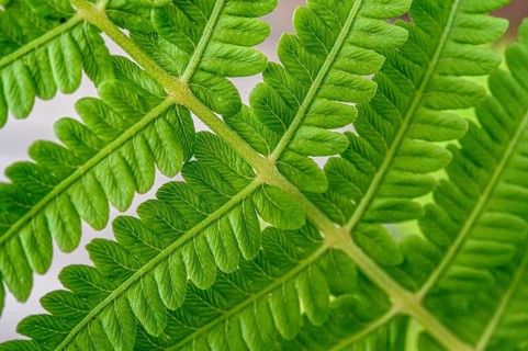 Close-up of a green fern shows its complex texture
