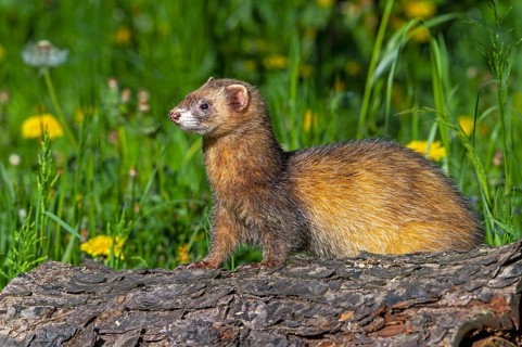 Erythristic European polecat (Mustela putorius) on the hunt, looking for prey from fallen tree