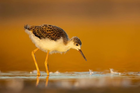 Black-winged Stilt (Himantopus himantopus) juvenile foraging, North Rhine-Westphalia, Germany,