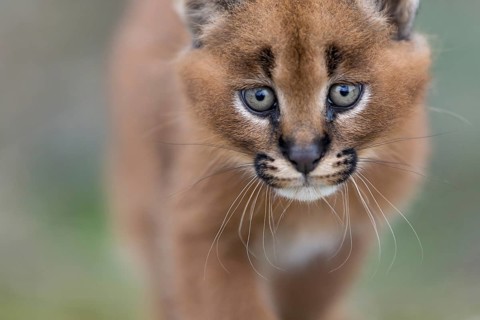 Caracal (Caracal caracal) cub portrait, Castile-La Mancha, Spain, Europe