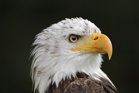 Bald eagle (Haliaeetus leucocephalus), portrait, captive, occurrence in North America