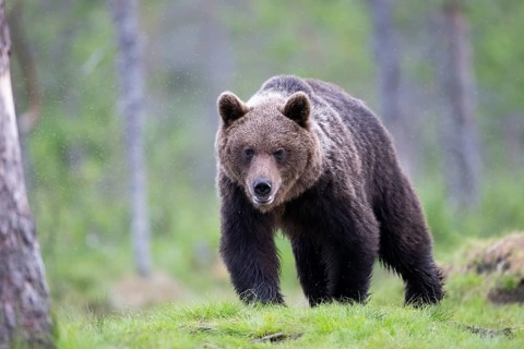 Brown bear (Ursus arctos) in the Finnish taiga, Kuusamo, Finland, Europe
