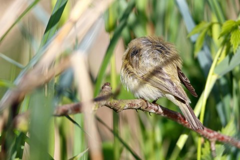 Chiffchaff or willow warbler (Phylloscopus collybita), sleeping animal in the biotope,