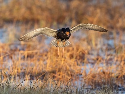 Ruff (Calidris pugnax) male in breeding plumage, flying in to land at lek, Pokka, Finnish Lapland